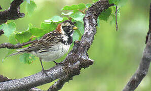 Lapland Longspur