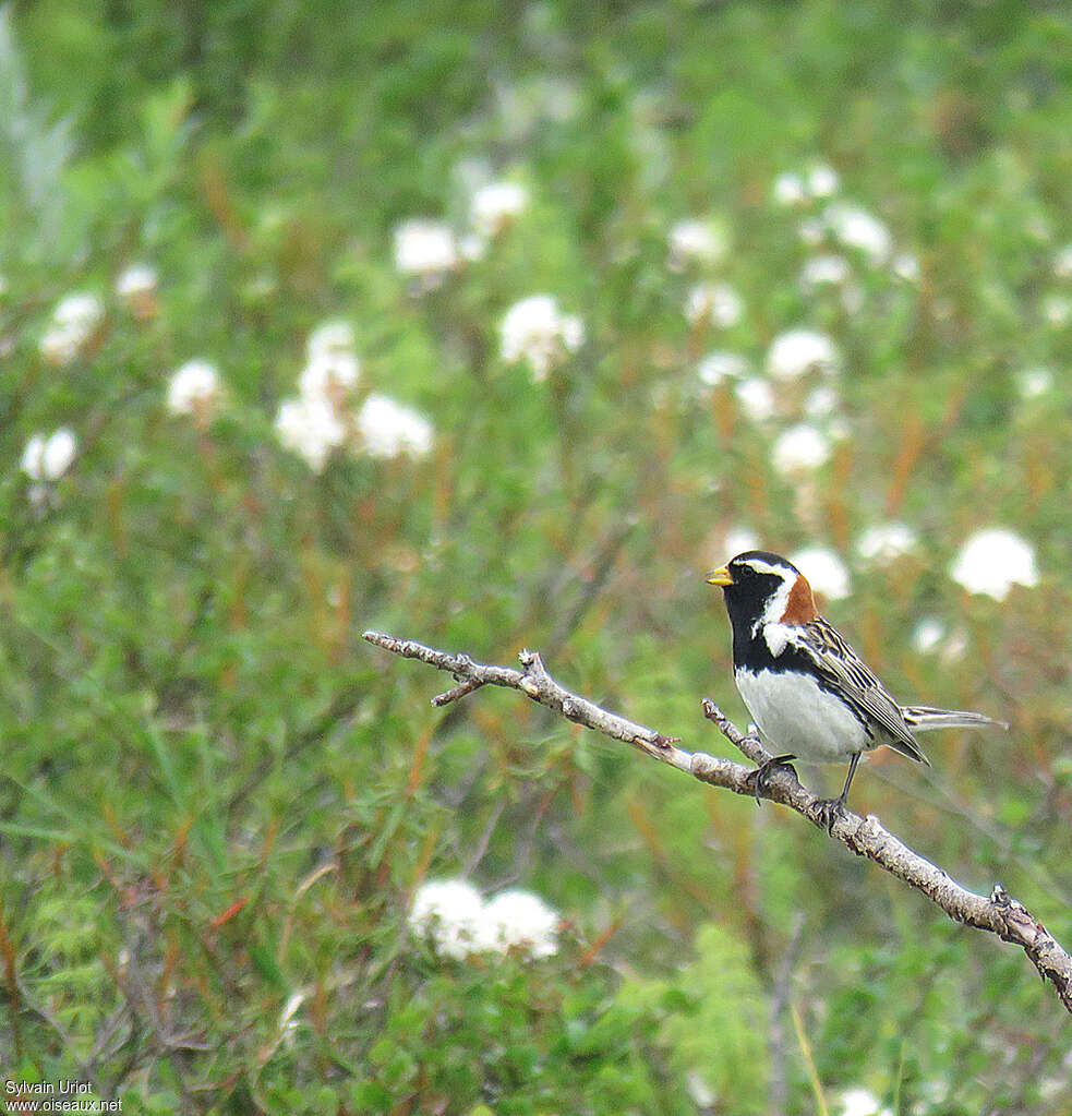 Bruant lapon mâle adulte nuptial, chant