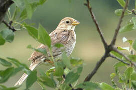 Corn Bunting