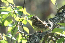 Rustic Bunting