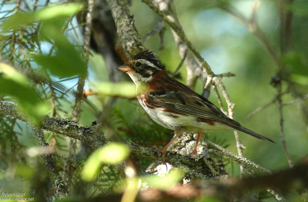 Bruant rustique mâle adulte nuptial, identification