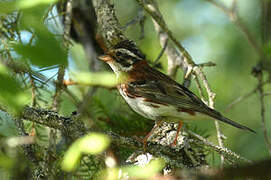 Rustic Bunting