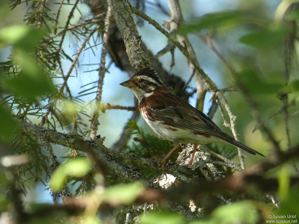 Rustic Bunting male adult breeding, identification