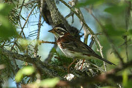 Rustic Bunting