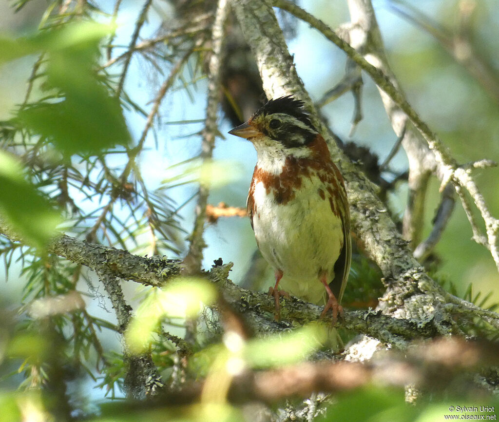 Rustic Bunting male adult