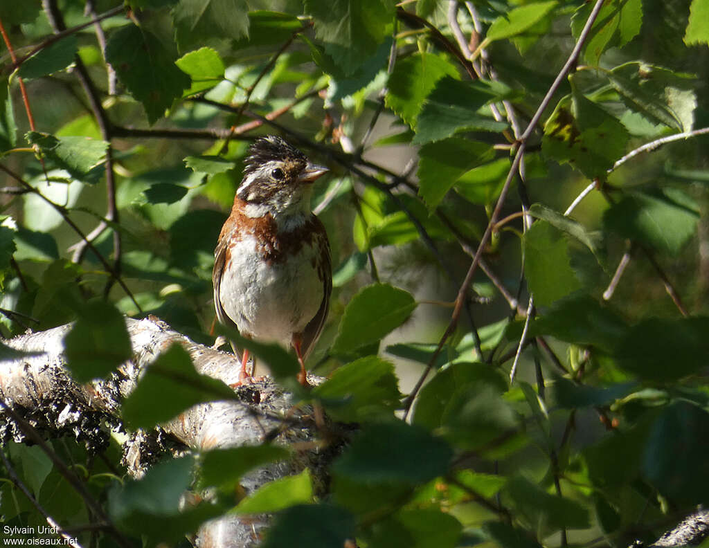 Bruant rustique mâle adulte nuptial, habitat