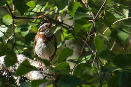 Rustic Bunting