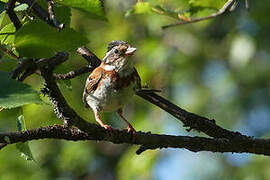 Rustic Bunting