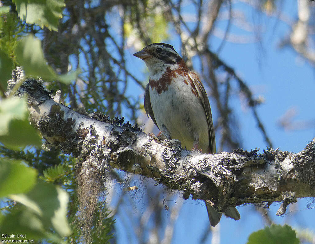 Bruant rustique mâle adulte nuptial, habitat