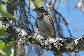 Rustic Bunting