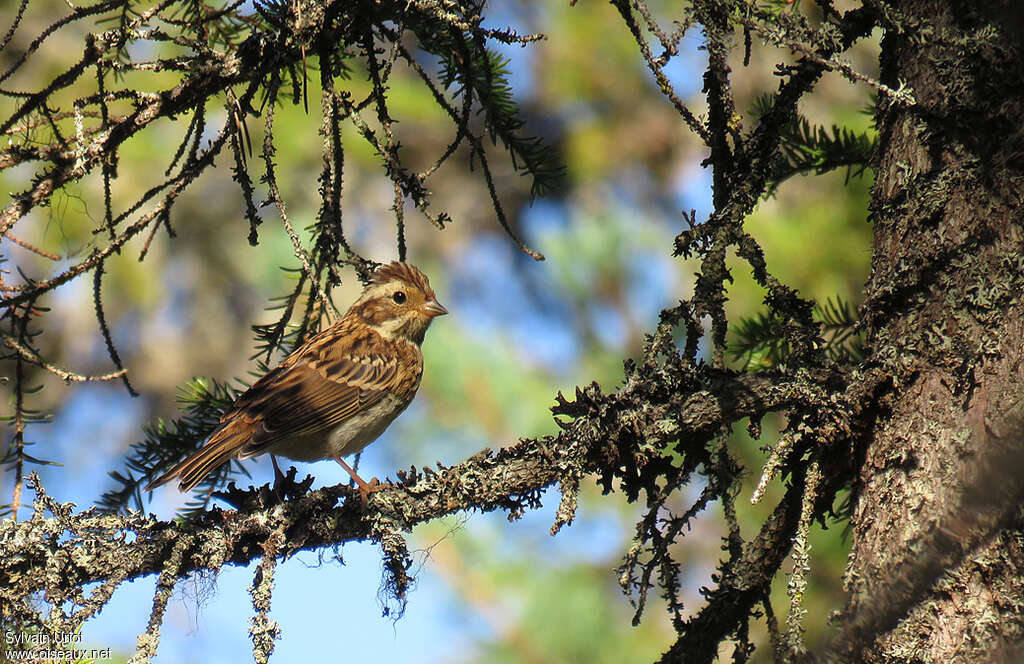 Rustic Bunting female adult breeding, identification