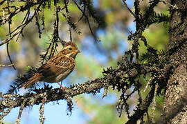 Rustic Bunting