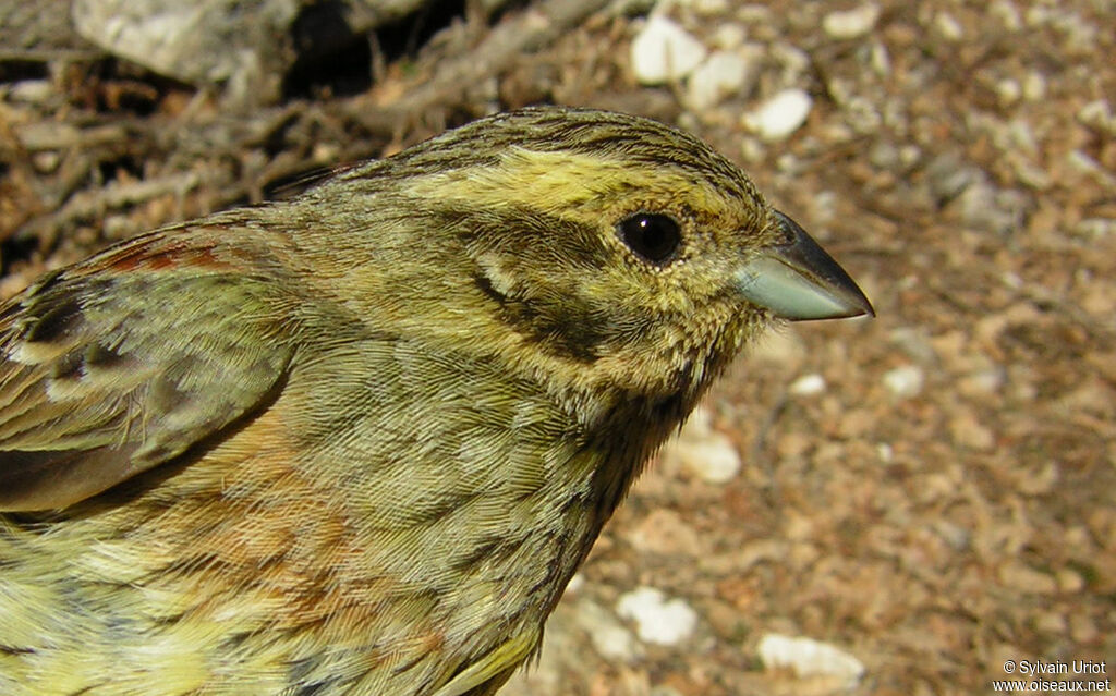 Cirl Bunting female adult, close-up portrait