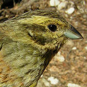 Cirl Bunting