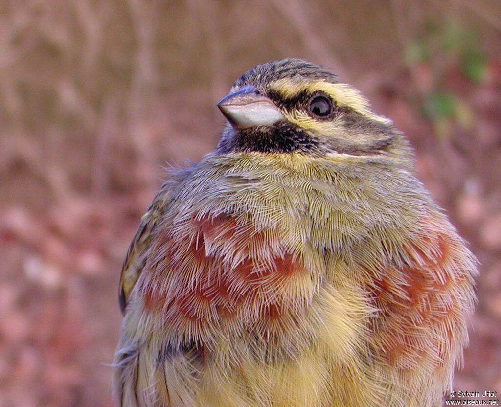 Cirl Bunting male adult, close-up portrait