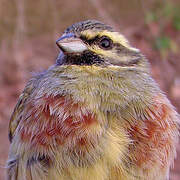 Cirl Bunting