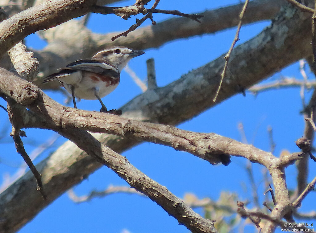 Brubru female adult