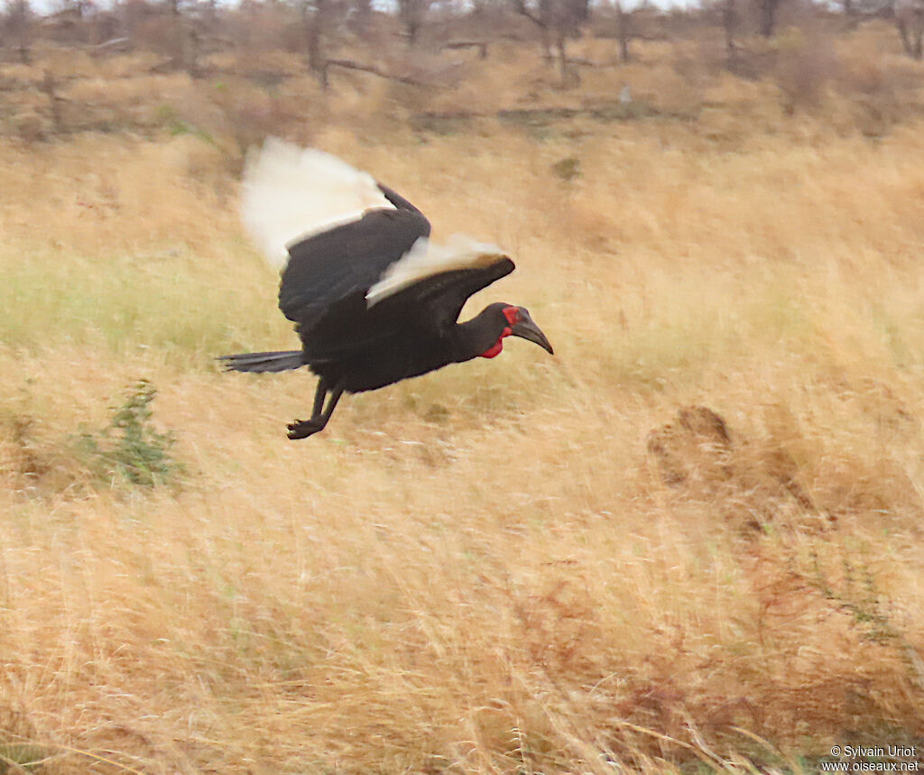 Southern Ground Hornbilladult