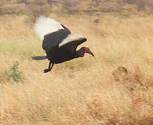 Southern Ground Hornbill