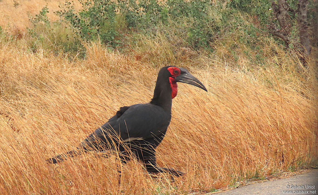 Southern Ground Hornbill male adult