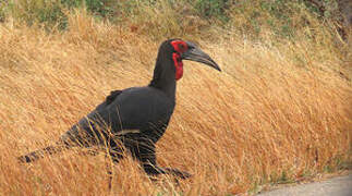 Southern Ground Hornbill