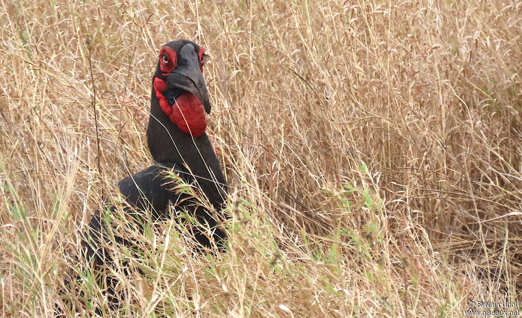 Southern Ground Hornbill female adult