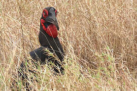 Southern Ground Hornbill