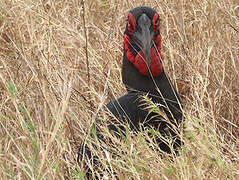 Southern Ground Hornbill