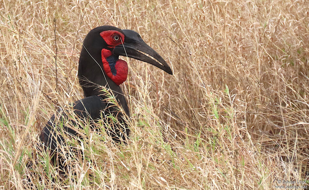 Southern Ground Hornbill female adult