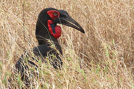 Southern Ground Hornbill