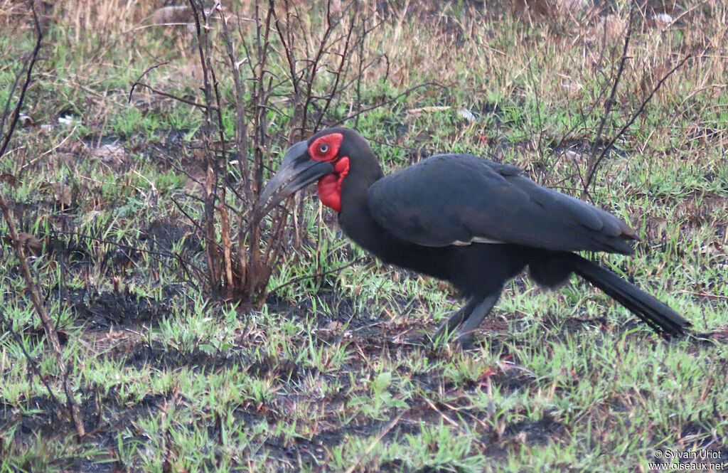 Southern Ground Hornbill male adult