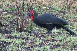 Southern Ground Hornbill