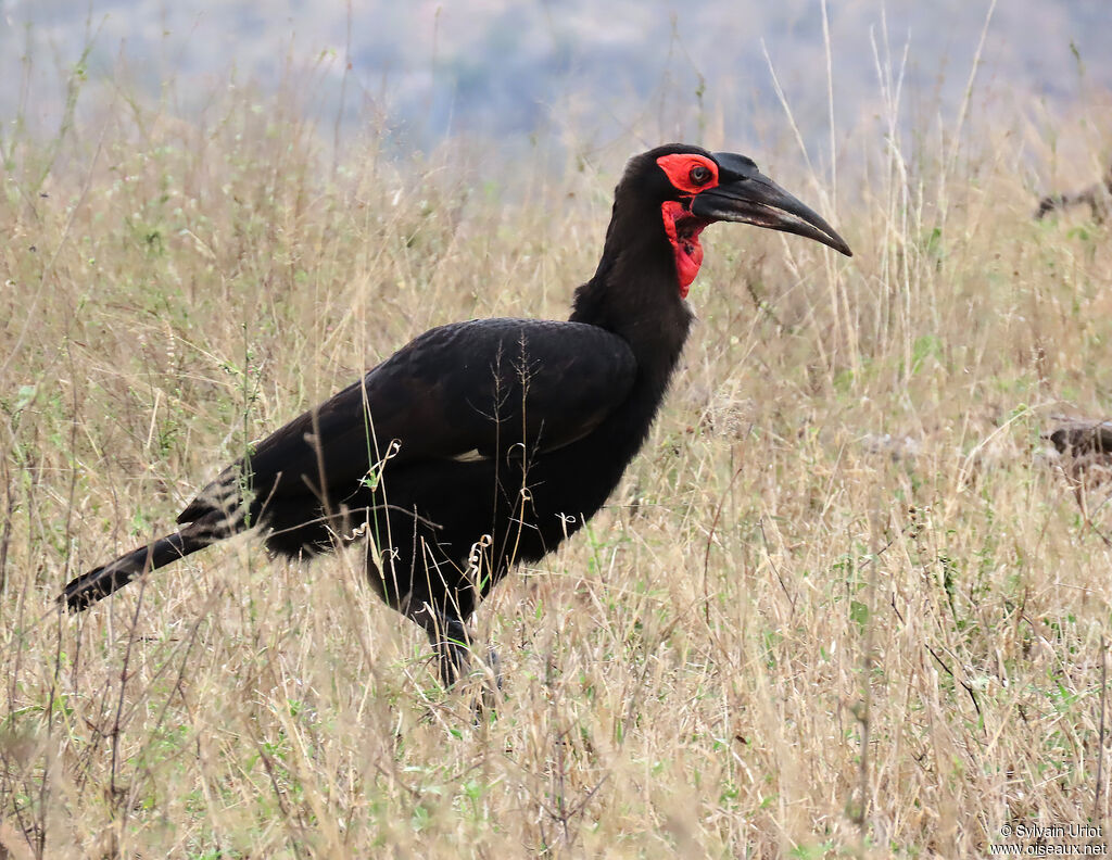 Southern Ground Hornbill female adult