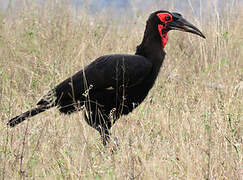 Southern Ground Hornbill