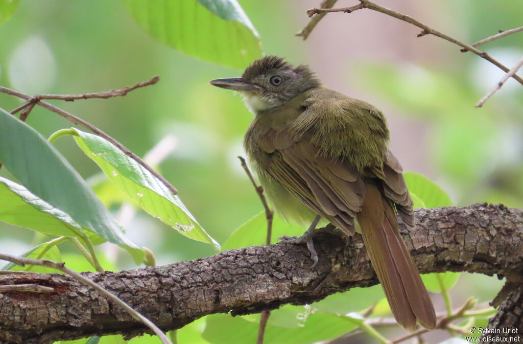 Bulbul à gorge blancheadulte
