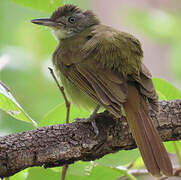 Bulbul à gorge blanche