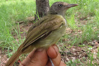 Bulbul à gorge blanche