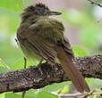 Bulbul à gorge blanche