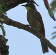 Bulbul à gorge claire