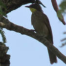 Bulbul à gorge claire