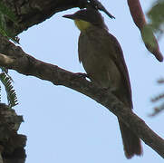 Bulbul à gorge claire