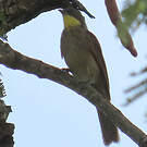 Bulbul à gorge claire