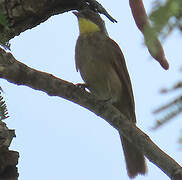 Bulbul à gorge claire