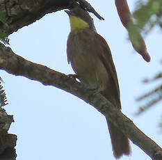 Bulbul à gorge claire