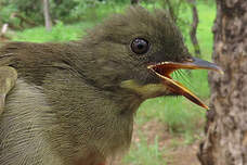 Bulbul à moustaches jaunes
