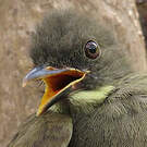 Bulbul à moustaches jaunes
