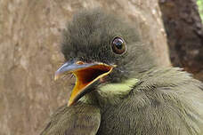 Bulbul à moustaches jaunes