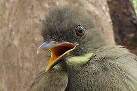 Bulbul à moustaches jaunes