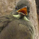 Bulbul à moustaches jaunes