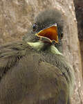 Bulbul à moustaches jaunes